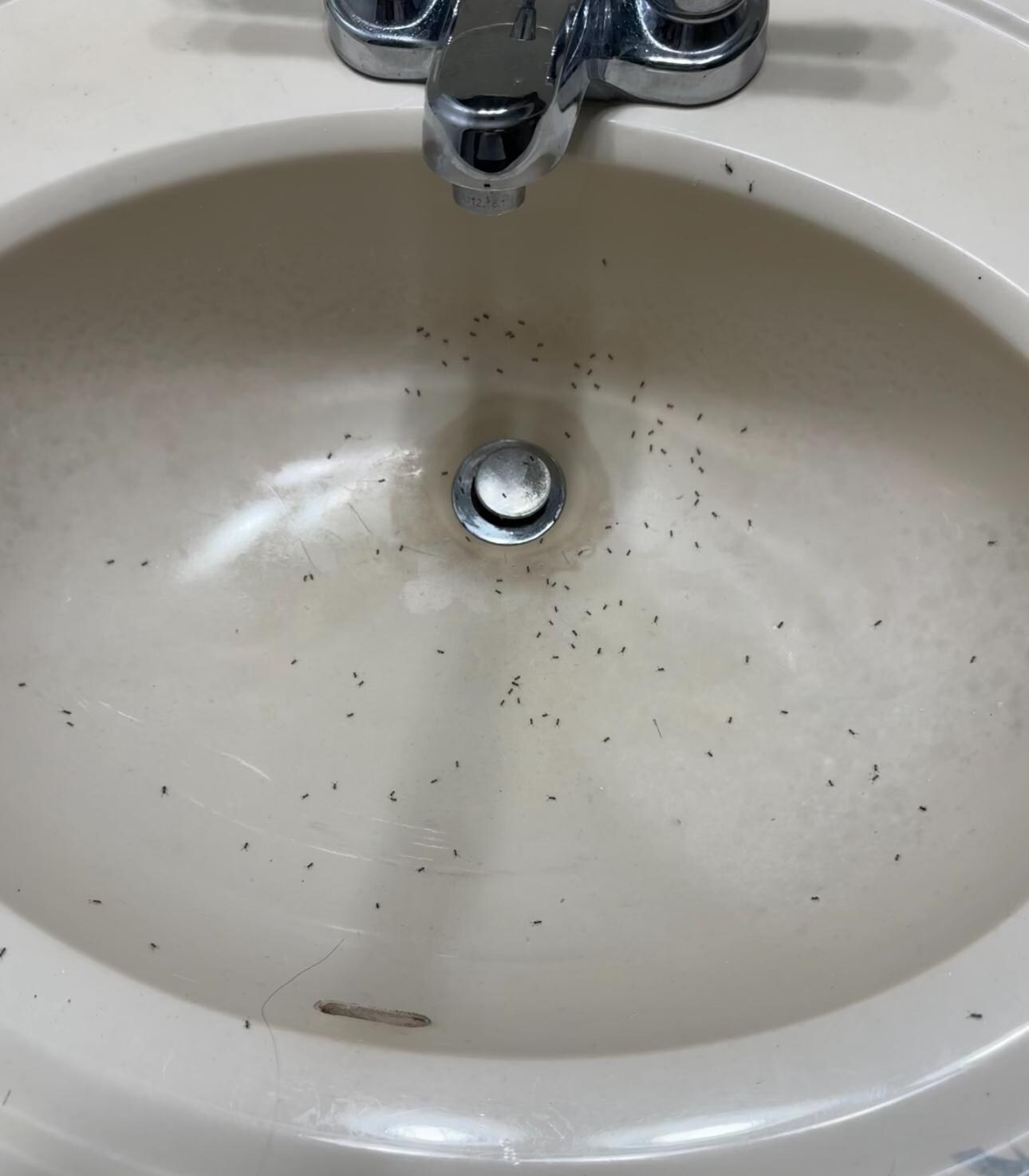 Ants coming out the sink 