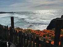 Flowers blooming in mid-February.