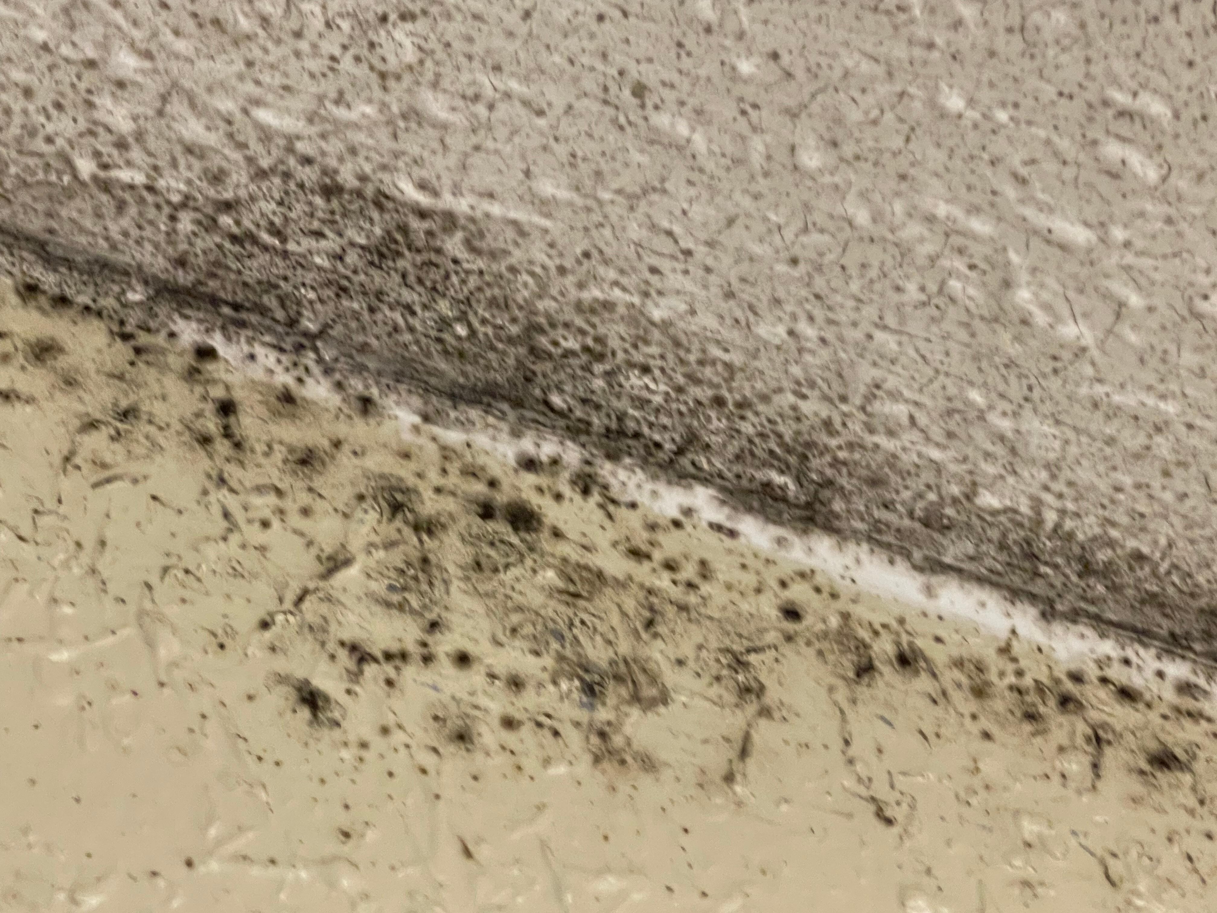 possible starting point of the black mold