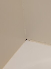 Mold?
