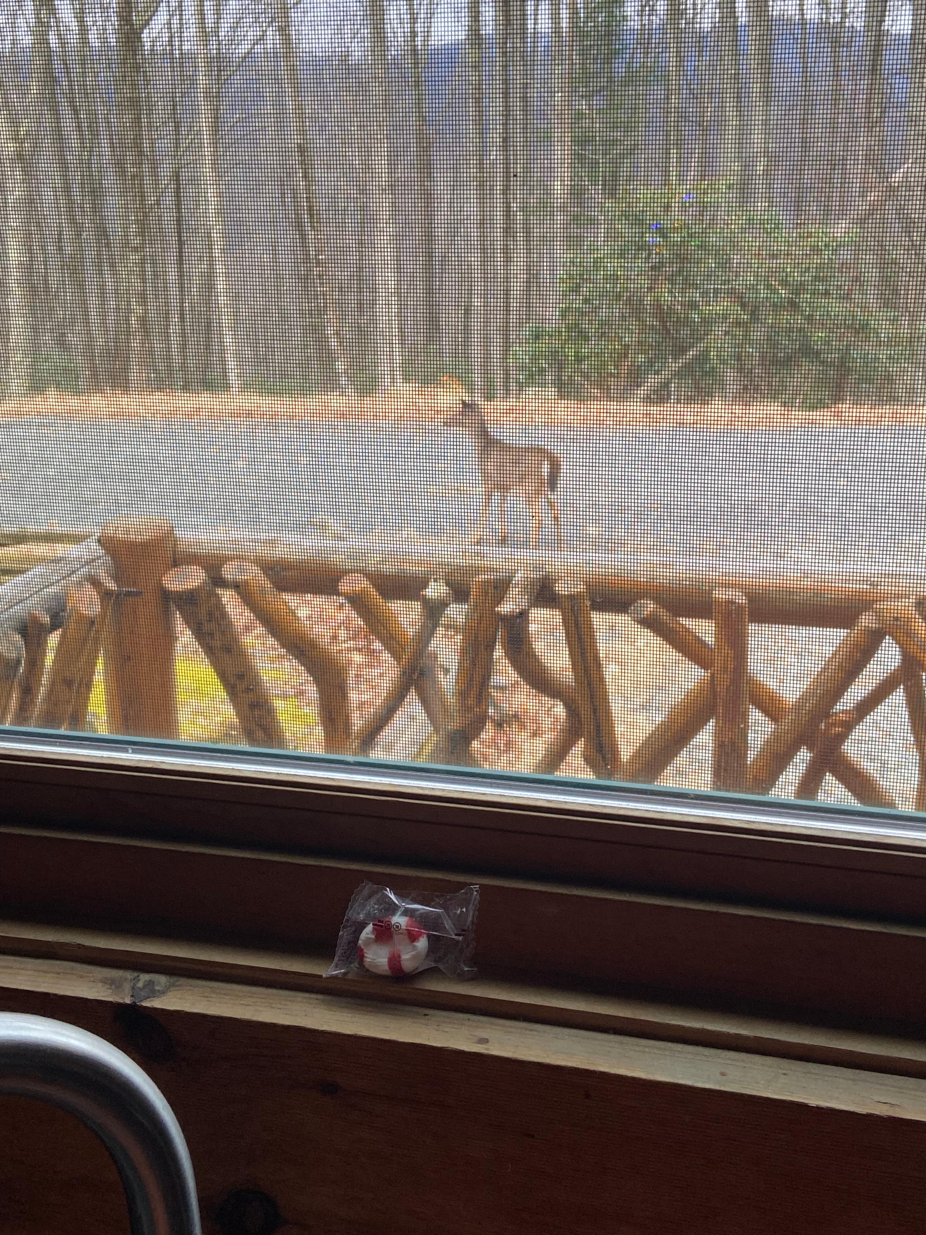 Deer around every morning. Saw up to 7 at a time. 