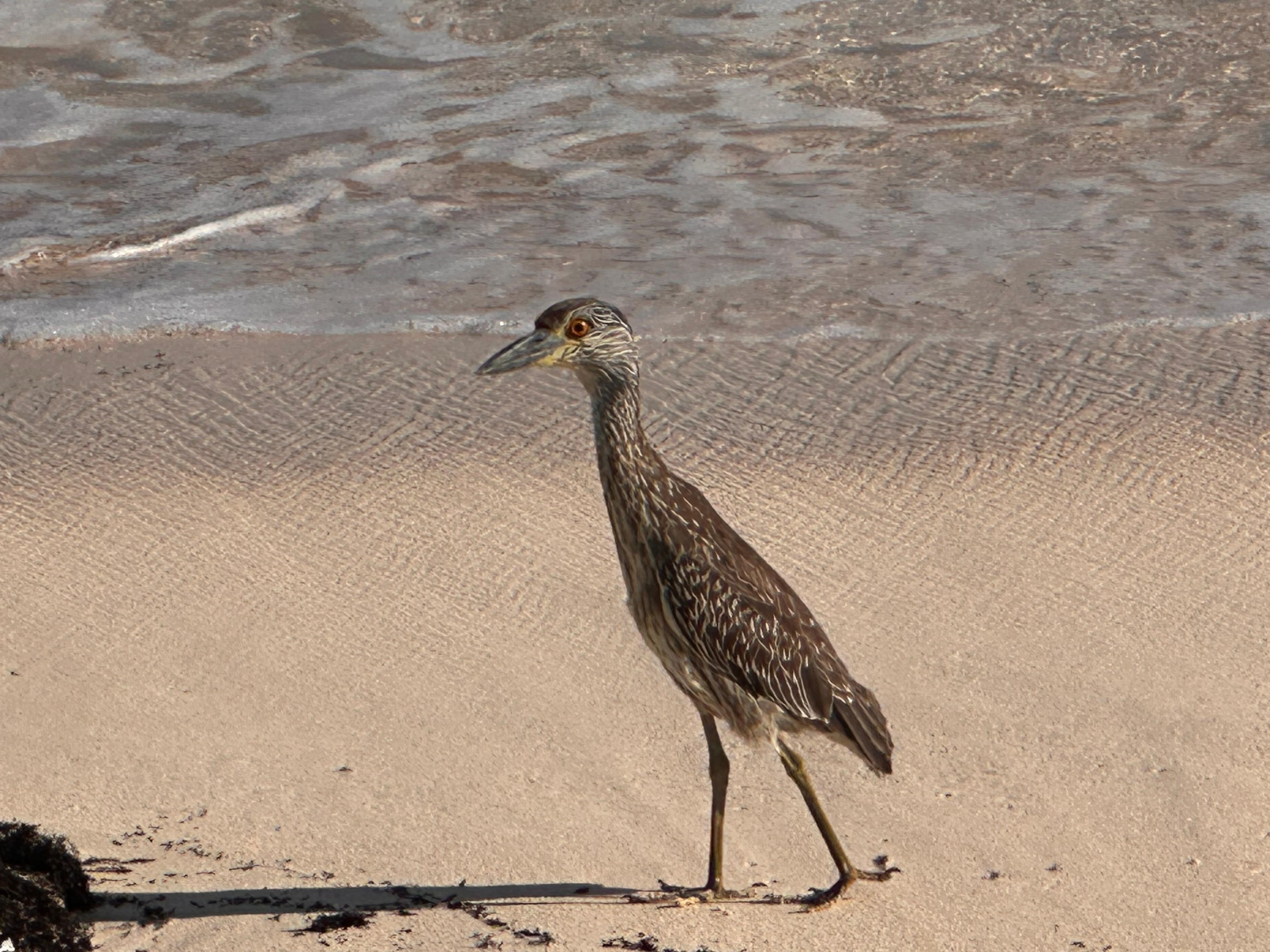 Bird in front of house 