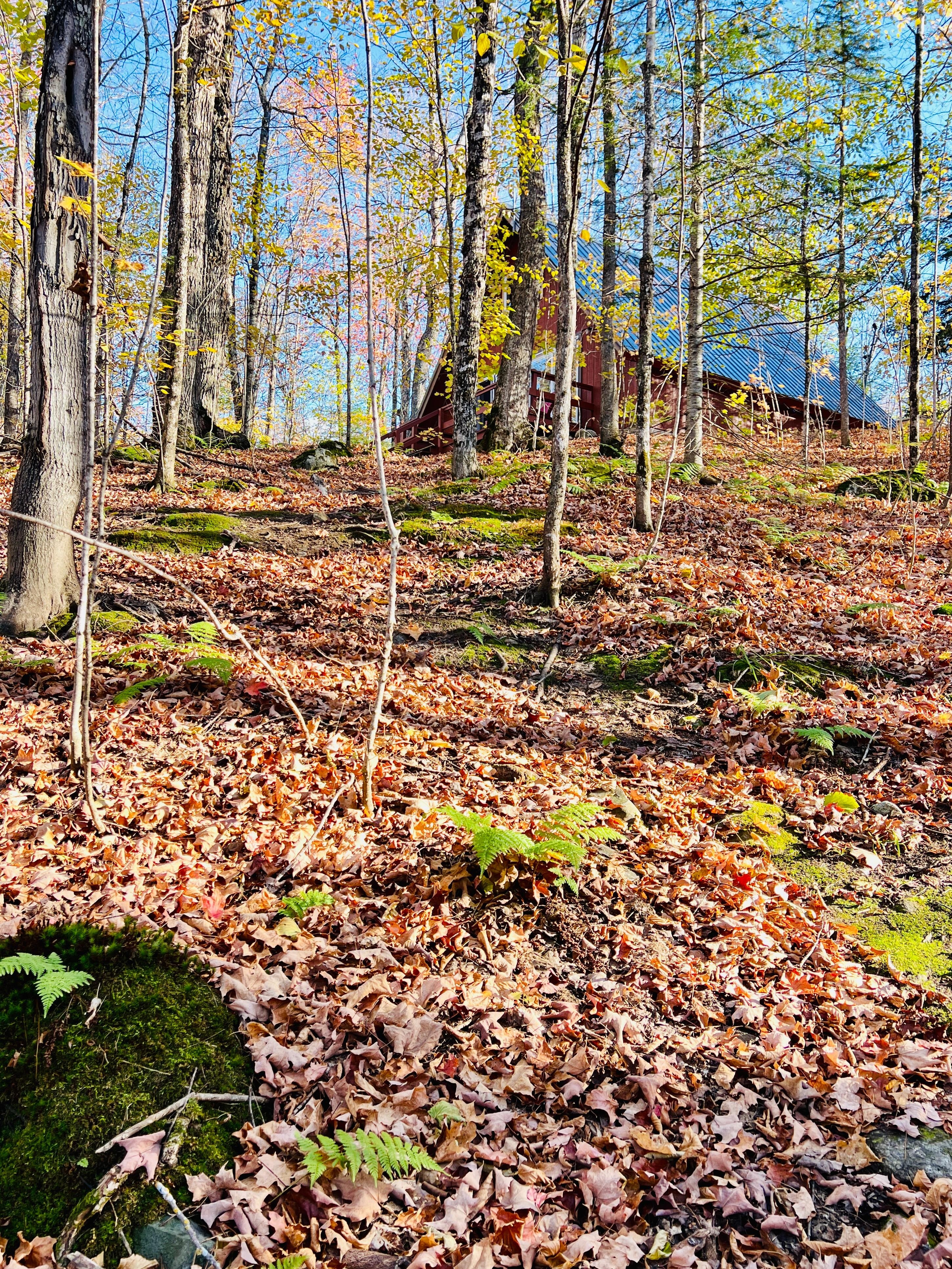 View from the trail down to the lake.
