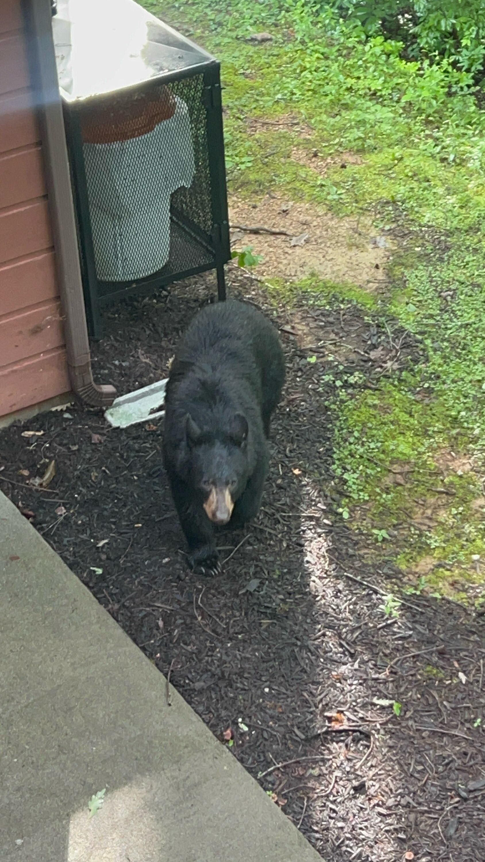 Bear at cabin