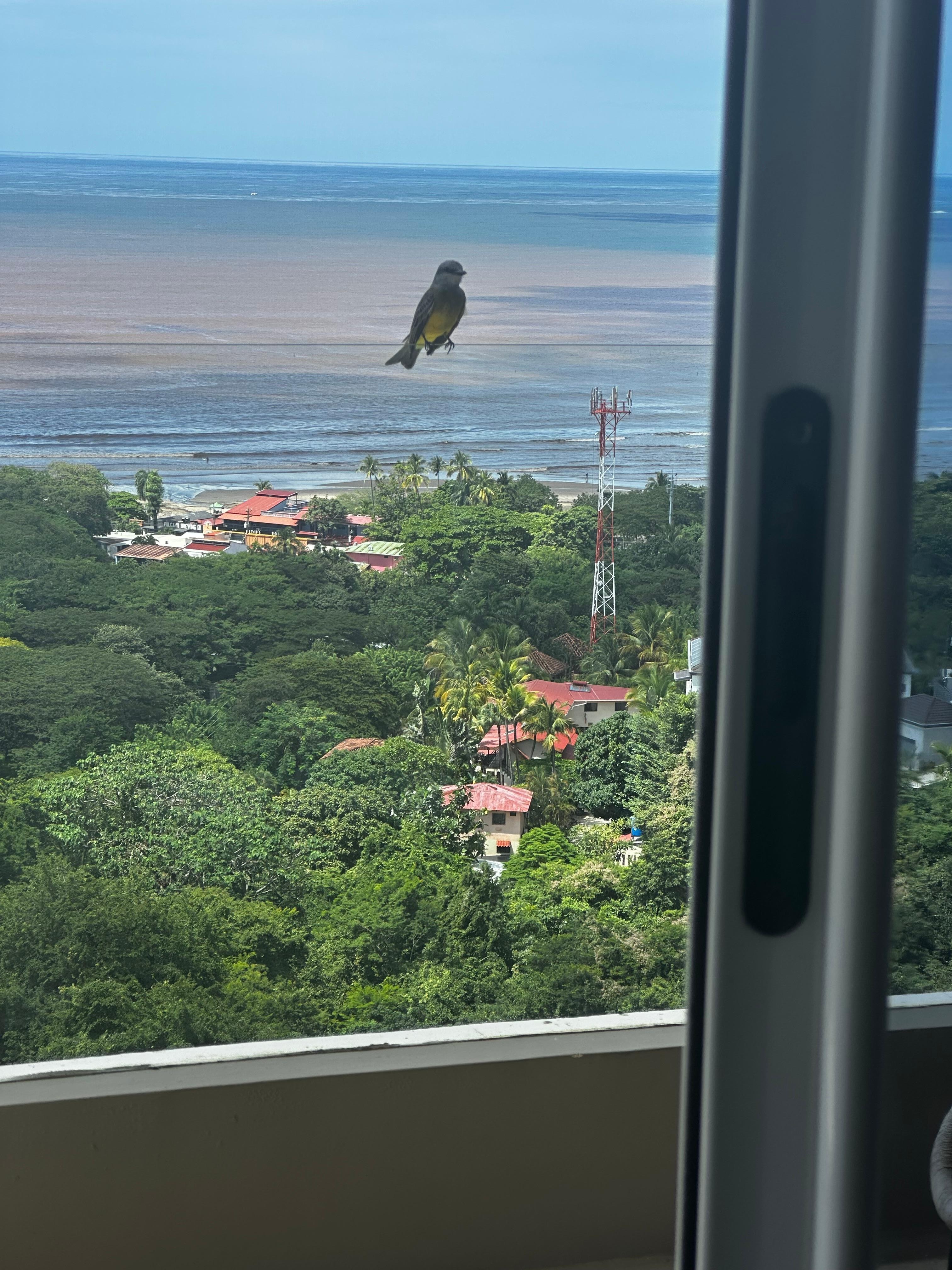 Our visitor every morning