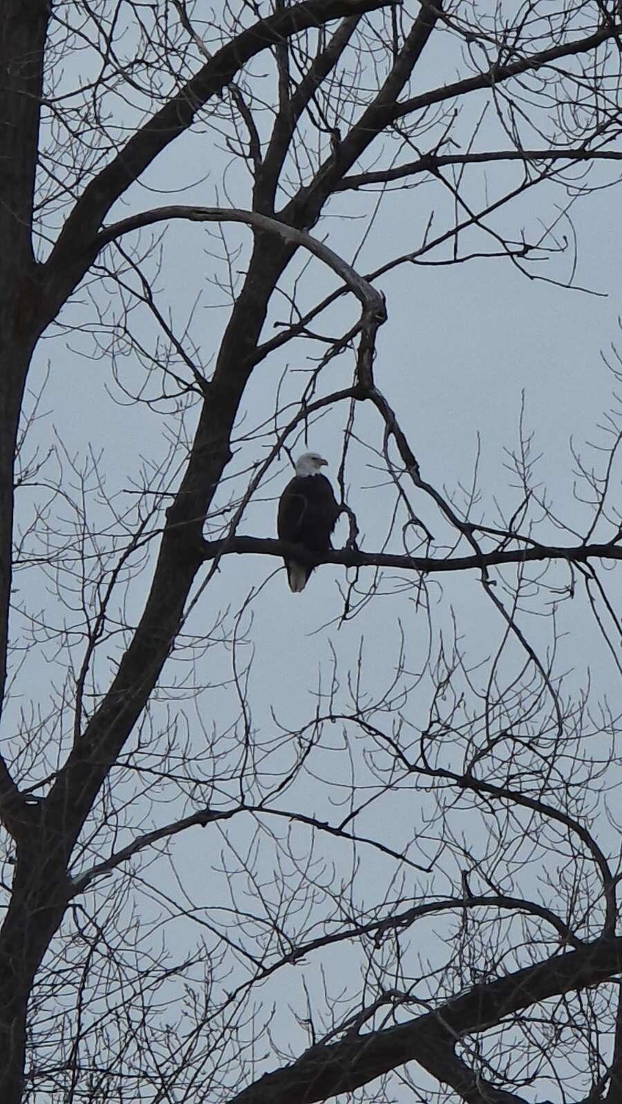 One of the hundreds of eagles we saw along the Mississippi.  
