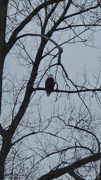One of the hundreds of eagles we saw along the Mississippi.
