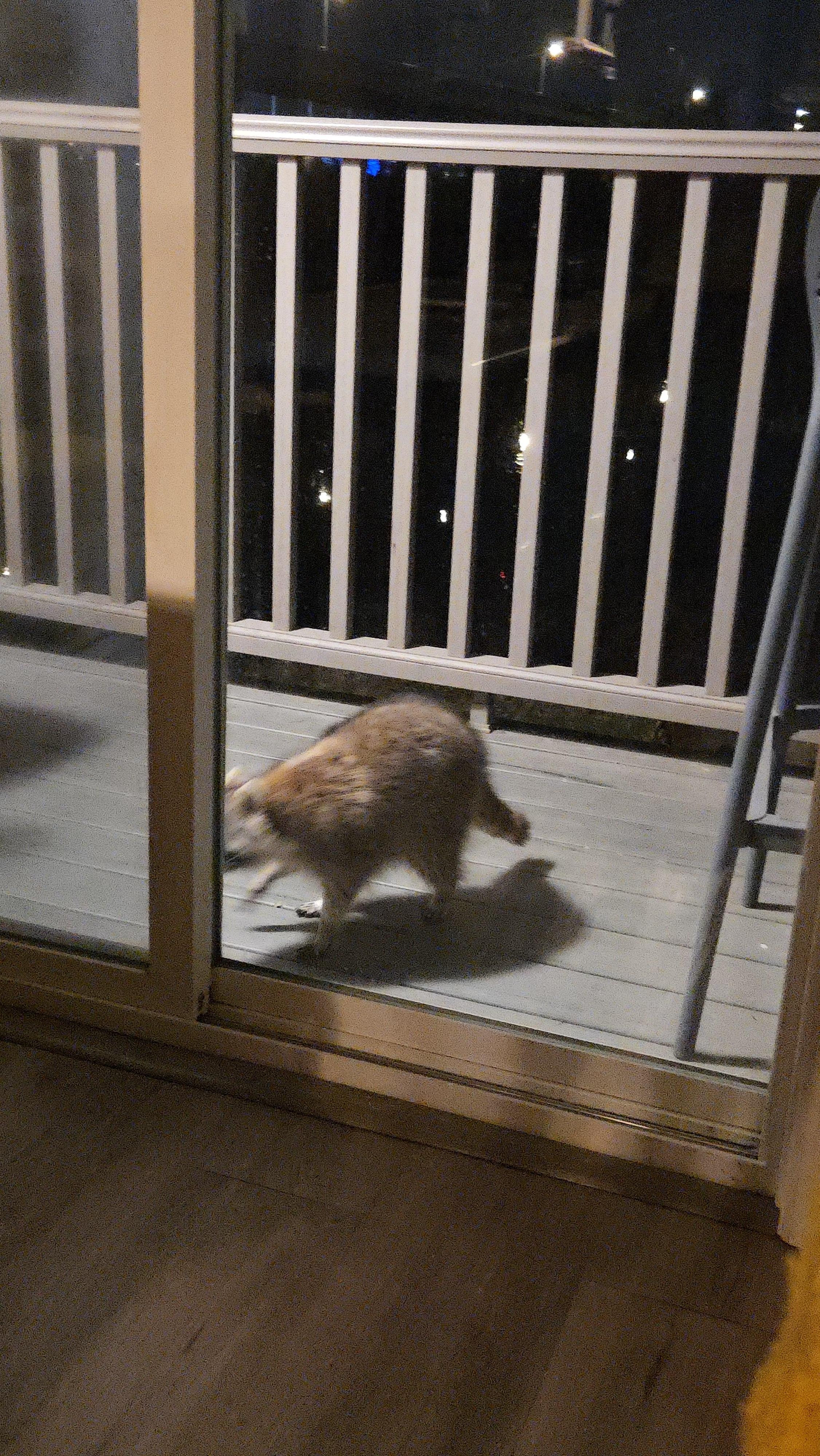 Evening visitor