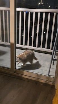 Evening visitor