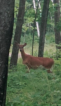 Ou surprise visitor.