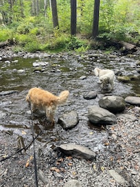 Our pups enjoying the water