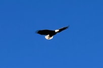 One of 2 bald eagles we saw from deck