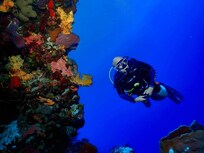 LOCAL to this Hotel has so many Dive options. Cozumel is a gem let's all protect it .