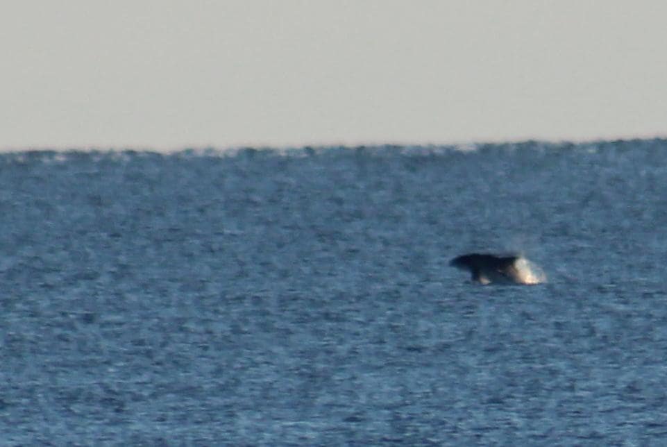 Dolphin from Kitchen window
