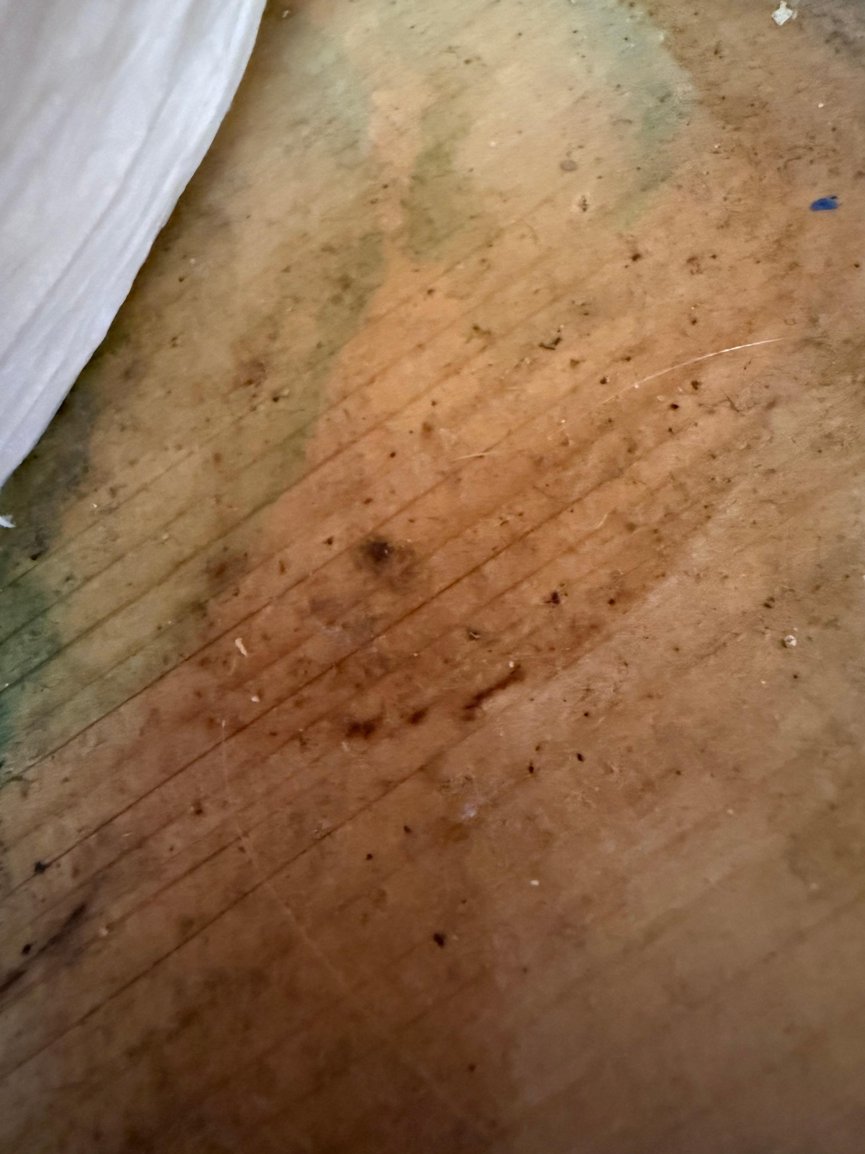 This mold was found near the sink 