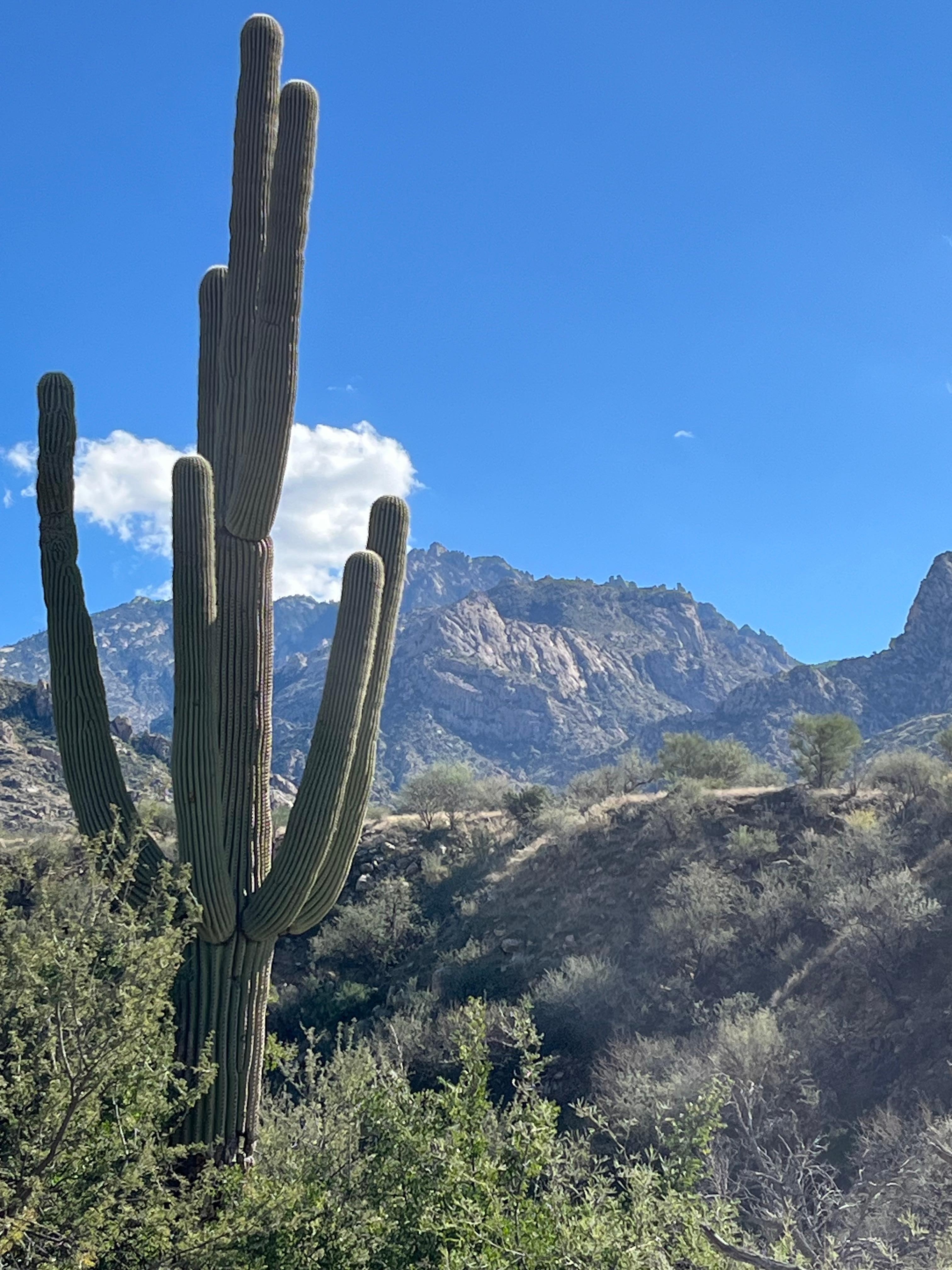 Catalina State Park, about a 10 minute drive.
