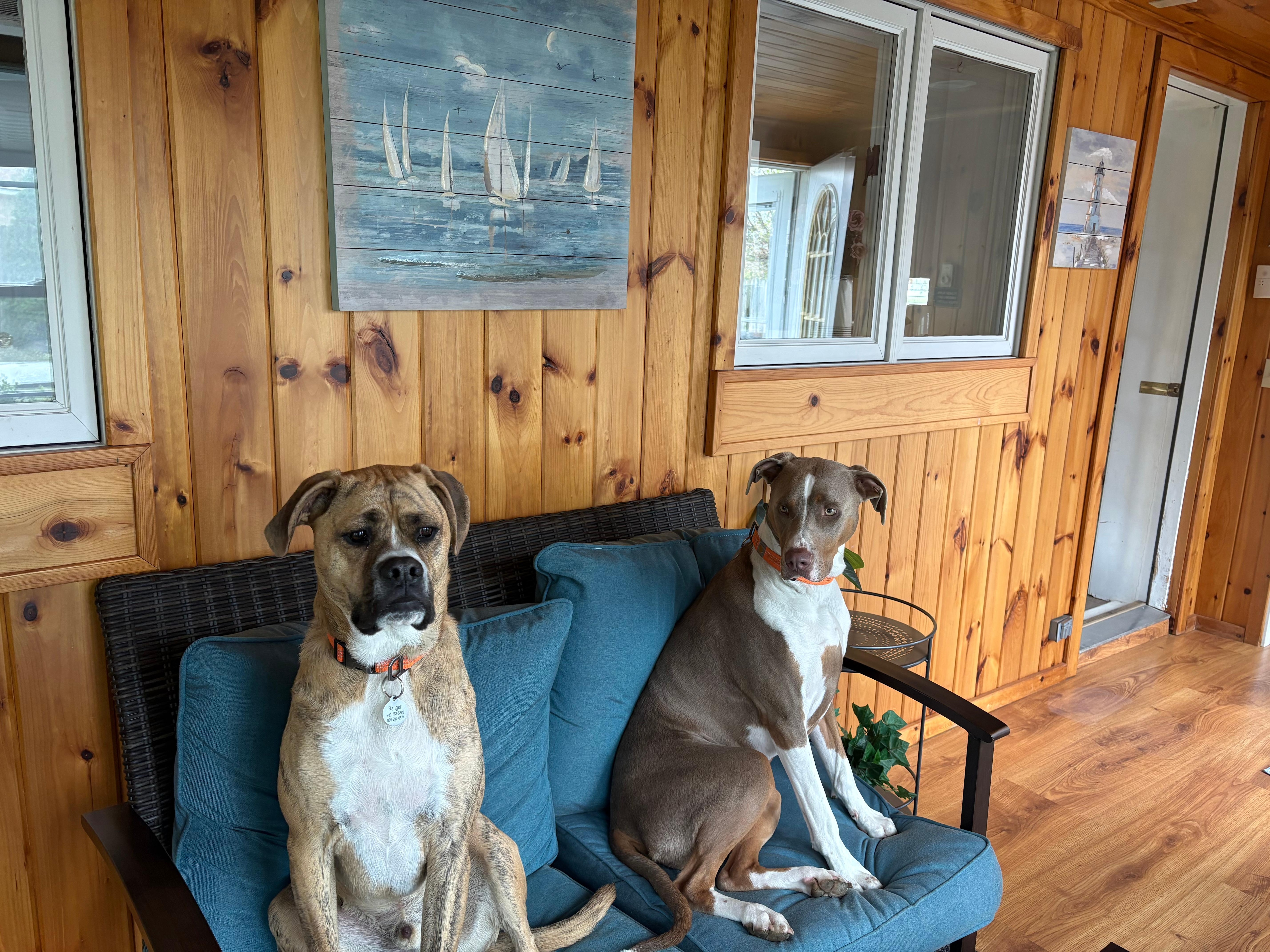 boys loved the sunroom while I drank coffee in the morning