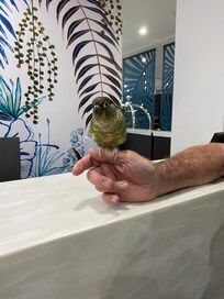 Pickles the parrot ❤️