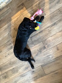 The resident house pups