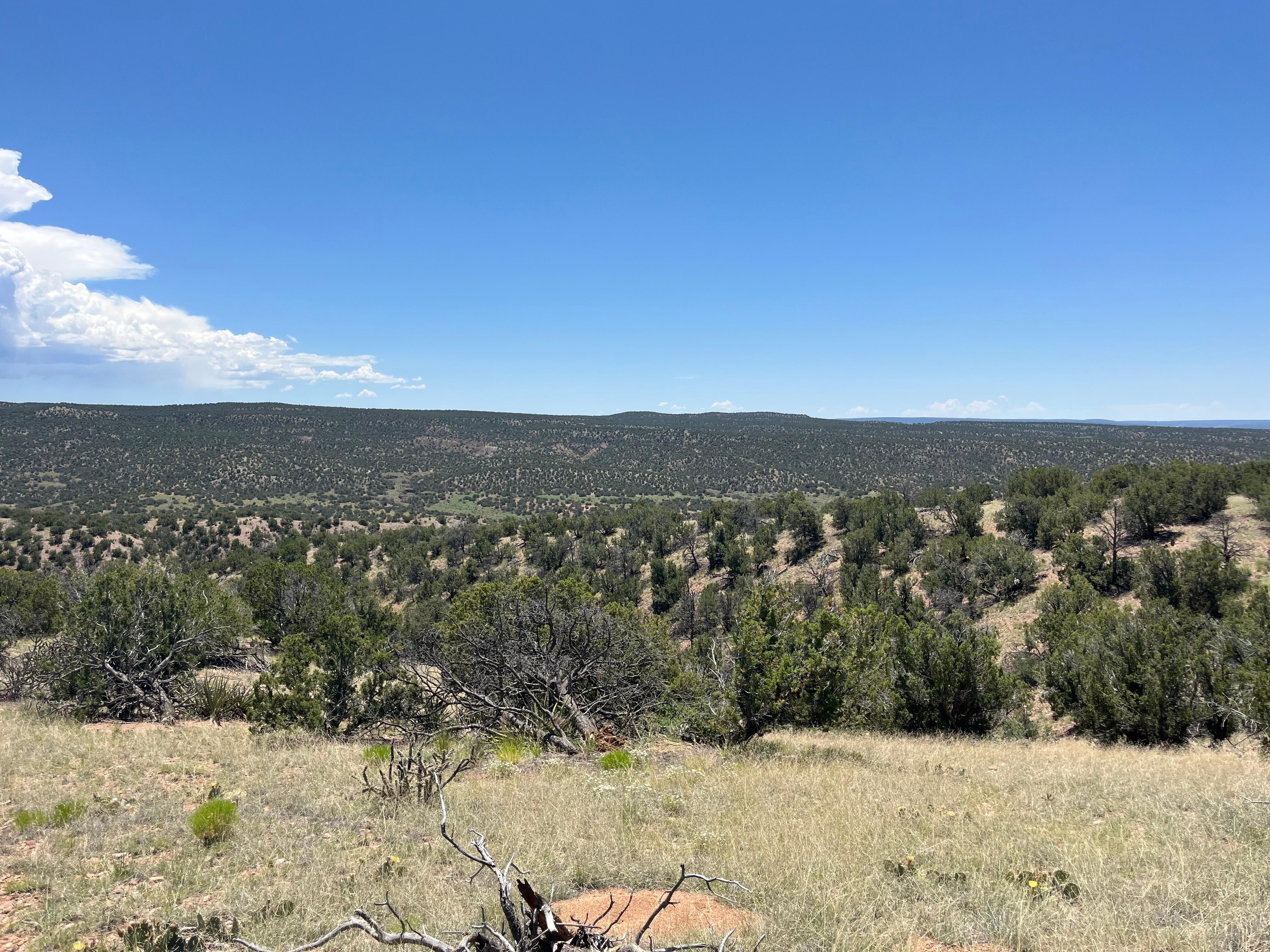 The arroyo trail behind the property.  