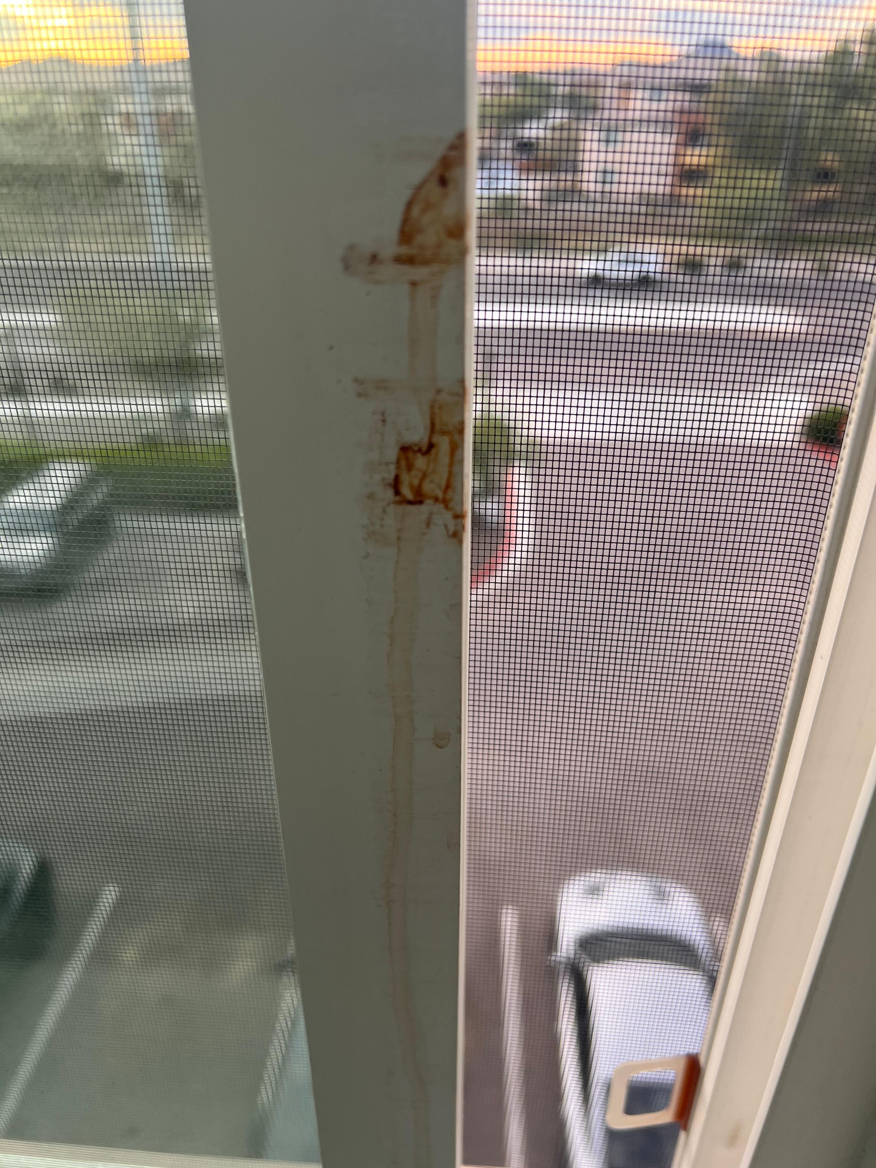There were what appeared to be bloody fingerprints on the window frame.