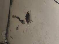 Roaches on bathroom floor.
