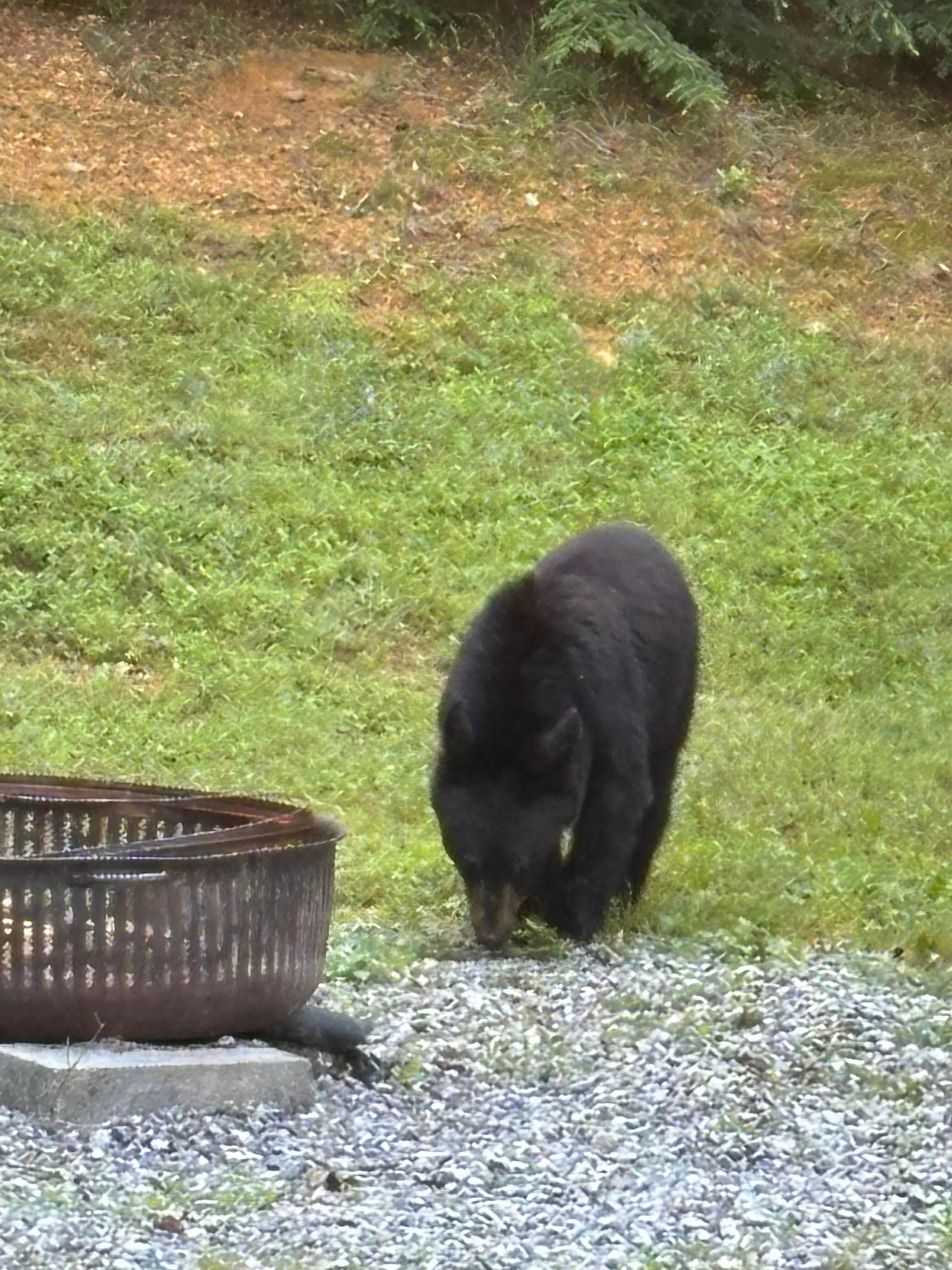 This young bear stopped by the house looking for food. 