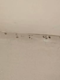 Mold in the room