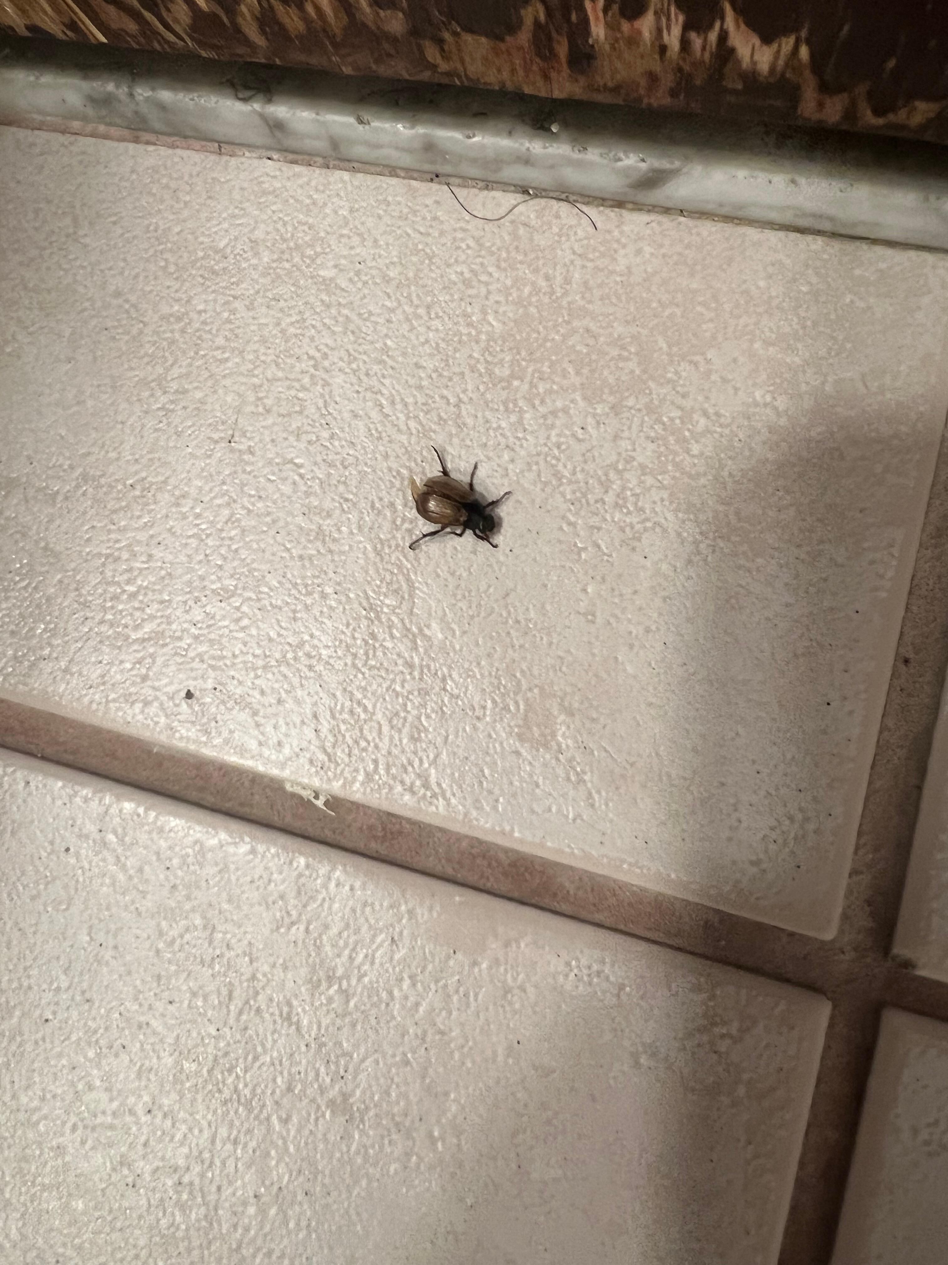Bug in the bathroom