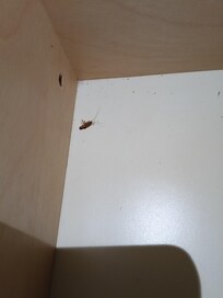 Dead bugs everywhere and alive ones