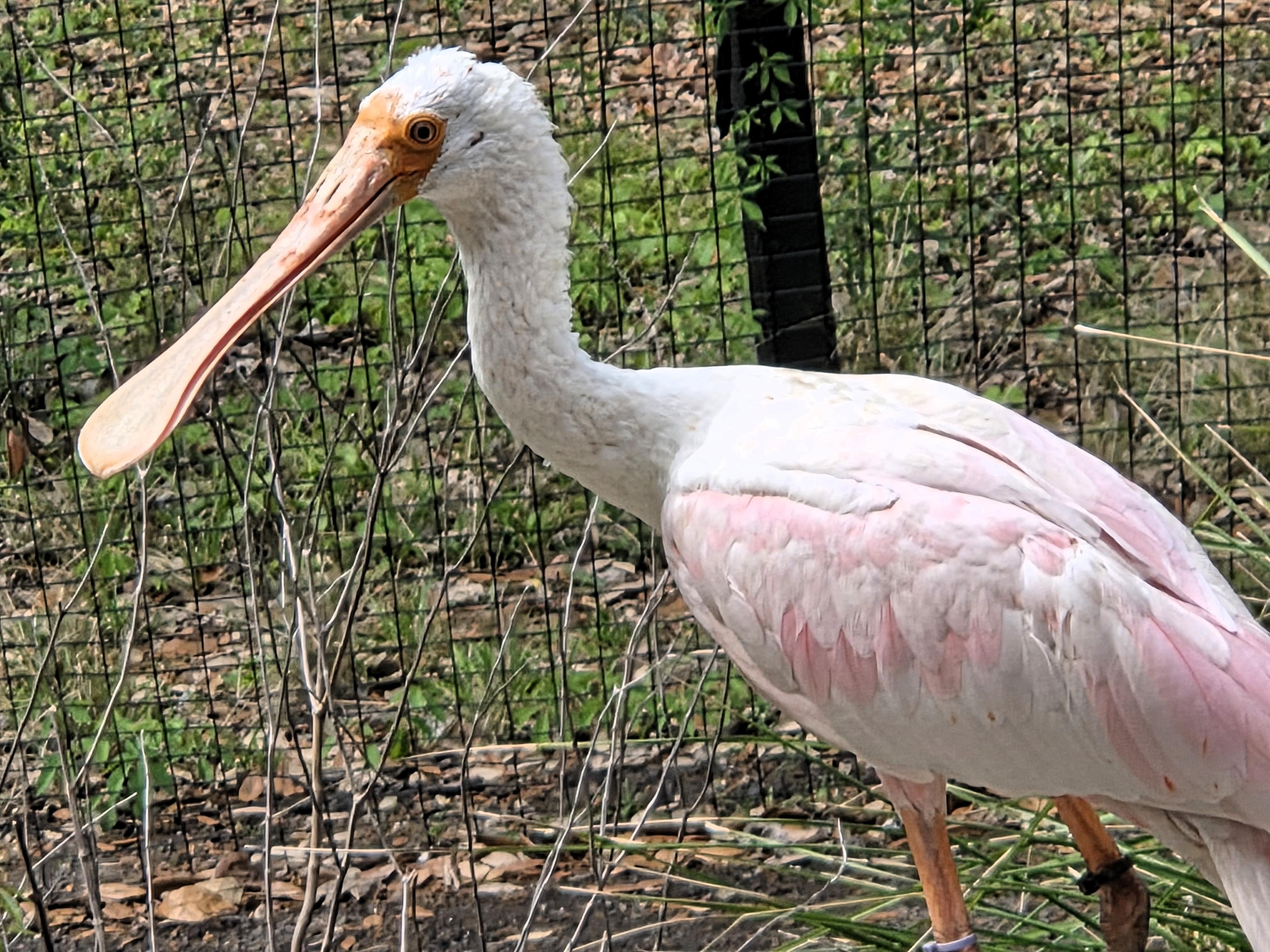 A Spoonbill!  One of the newest additions to Brookgreens Nature Preserve.