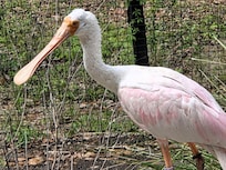 A Spoonbill! One of the newest additions to Brookgreens Nature Preserve.