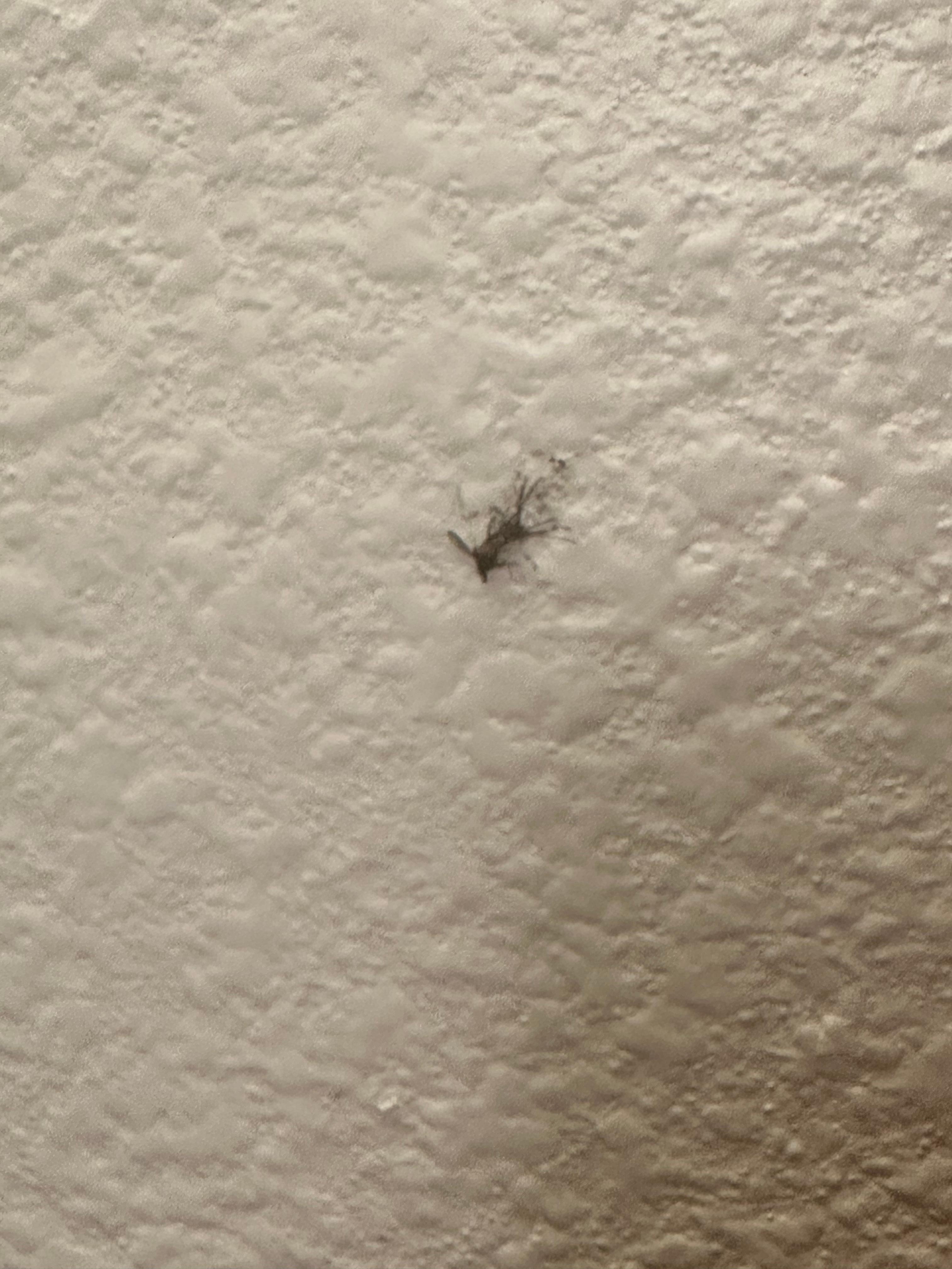 Roach taped to the wall in the living room