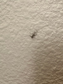 Roach taped to the wall in the living room