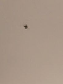 Flies in shower.