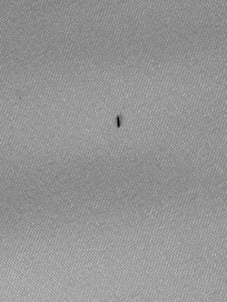 Video of bugs crawling on the bed. They were tiny like this