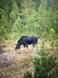 Across the road from cabin