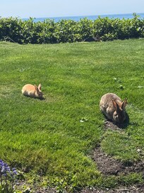 Sweet rabbits outside the door