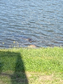 Our friend Allie the alligator. Never came out of the water, but would come to the edge every morning to see what we were up to.