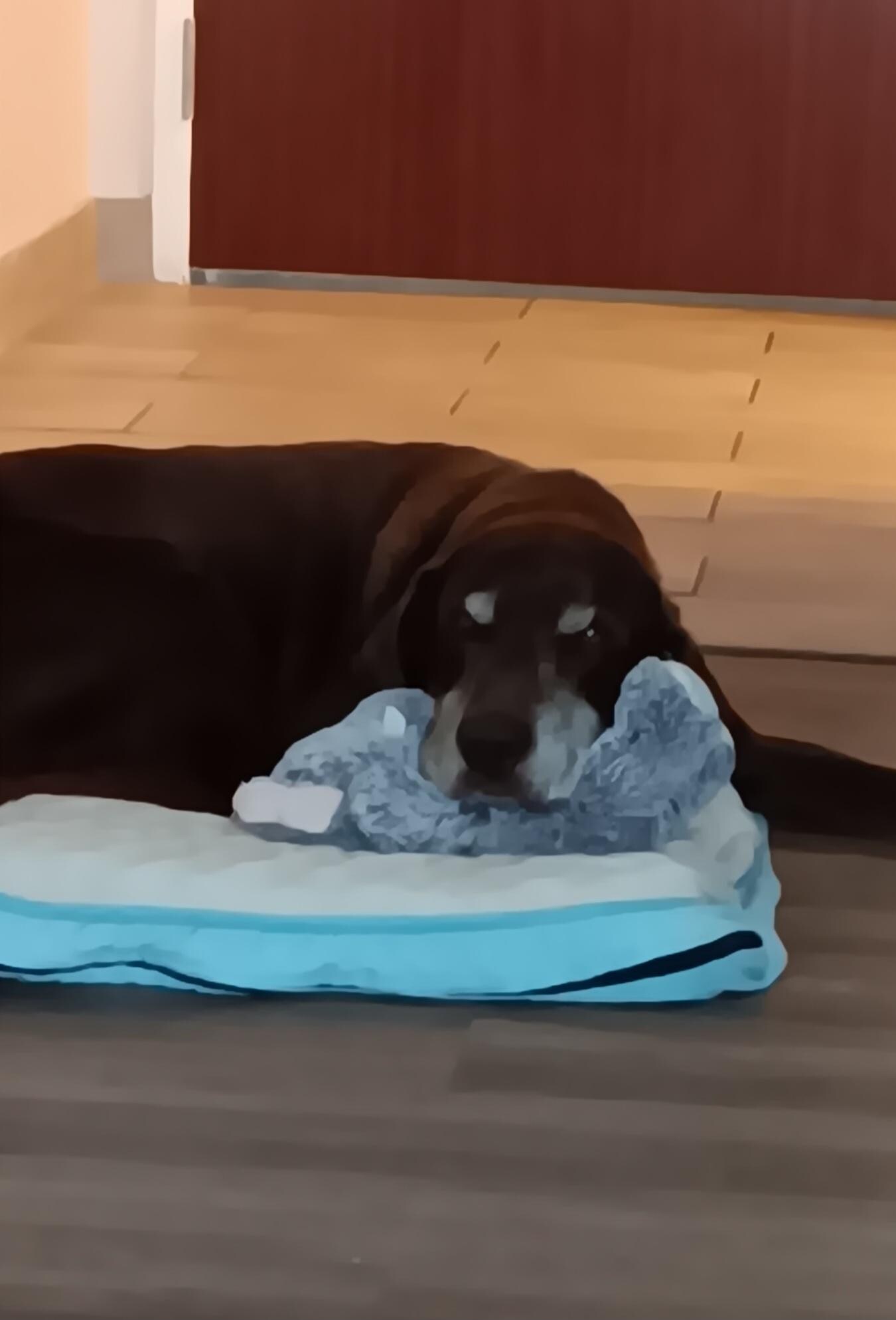 My dog Key0 on his bed was happy with AC.