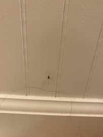 tiny spiders