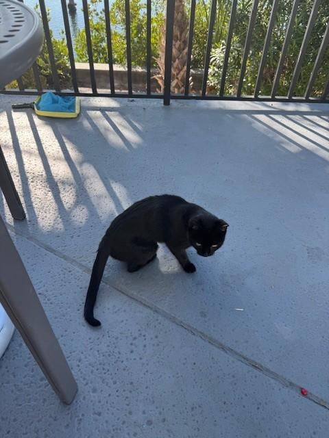 Friendly cat in the pool patio area.