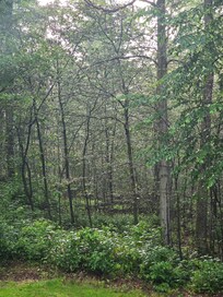 The overnight raindrops still glistened on the trees and added to tranquil setting.