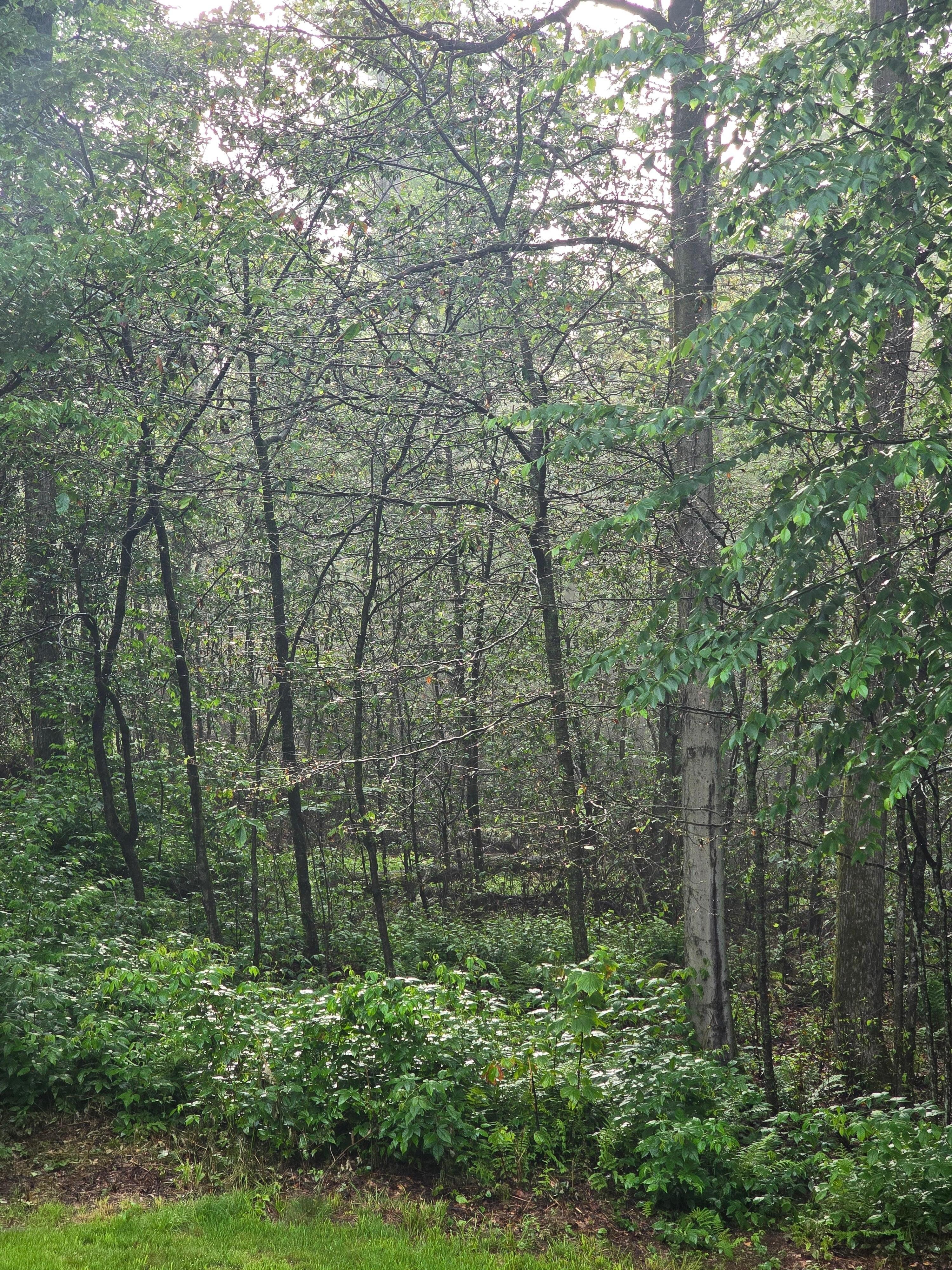 The overnight raindrops still glistened on the trees and added to tranquil setting. 
