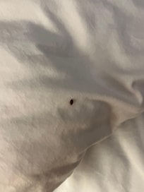 Several Huge bed bugs!