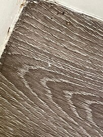 More bugs in the corner