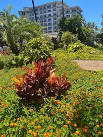 A view of the grounds on our walk to Whalers Village.
