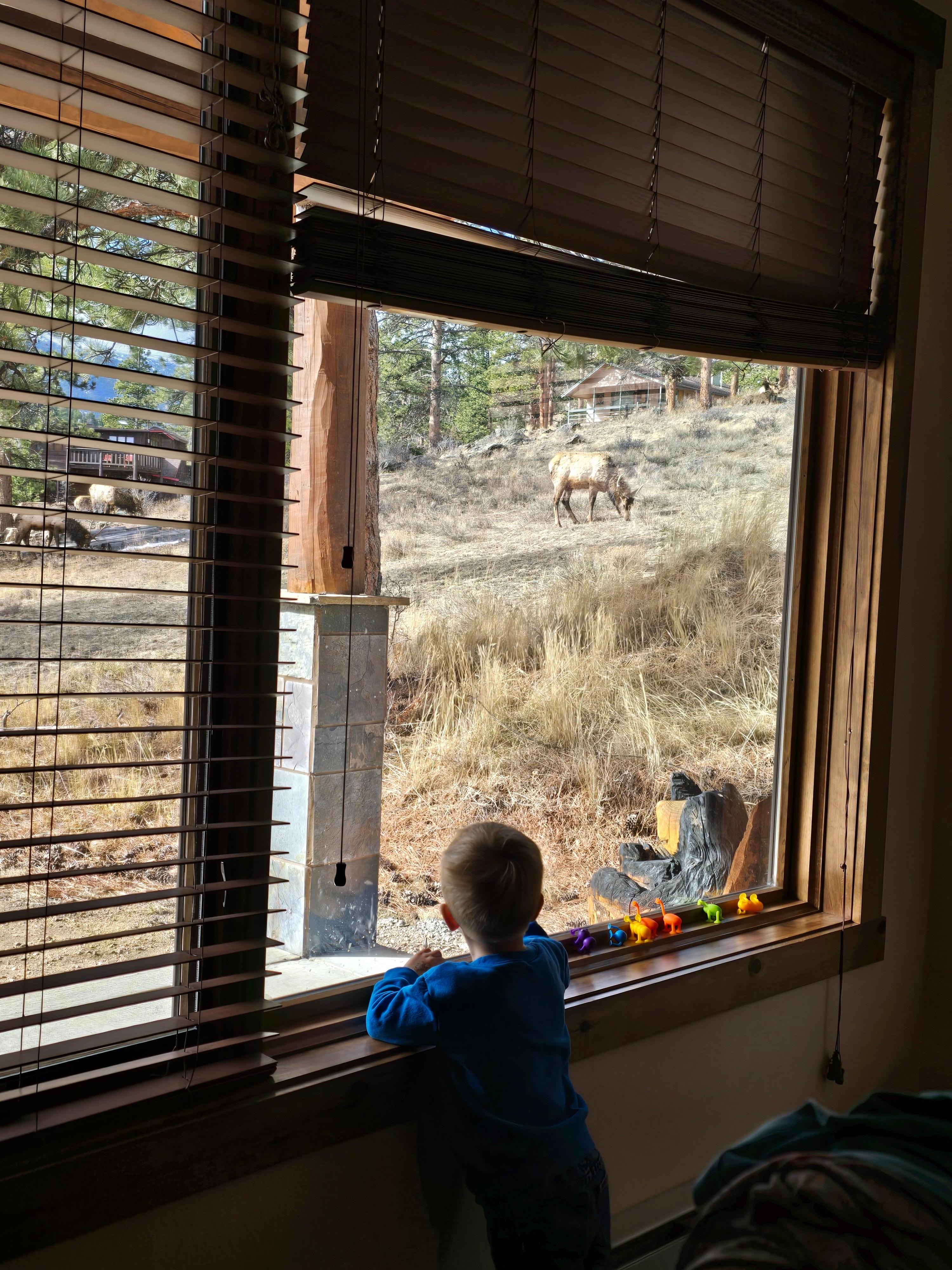 Watching the Elk