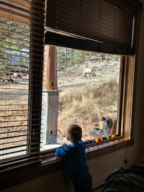 Watching the Elk