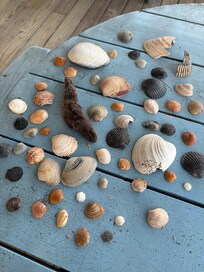 Seashells on the porch